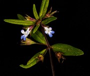 Collinsia parviflora 18-9368
